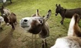 爆料大驴的视频大全集